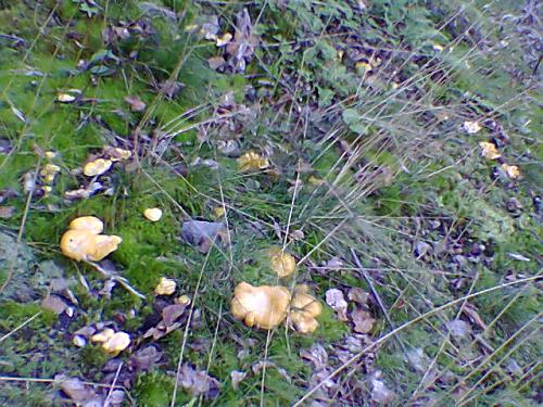 kuriatko jedlé Cantharellus cibarius Fr.