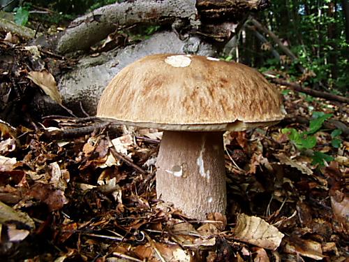 hríb dubový Boletus reticulatus Schaeff.