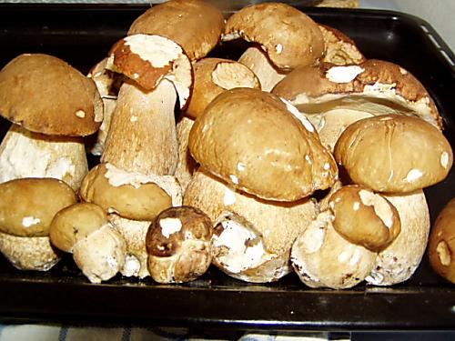hríb dubový Boletus reticulatus Schaeff.