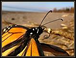 motýľ Monarch