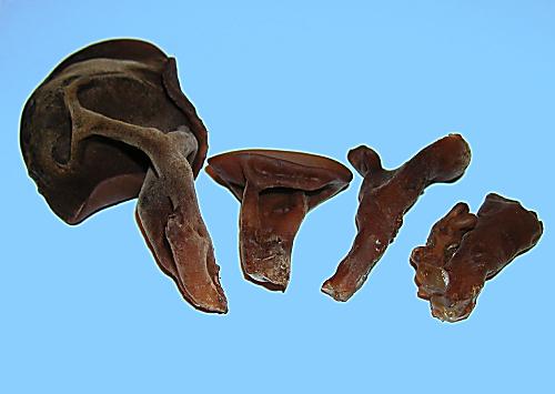 uchovce bazové Hirneola auricula - judae