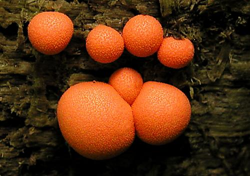 vlčinka oranžová Lycogala terrestre Fr.