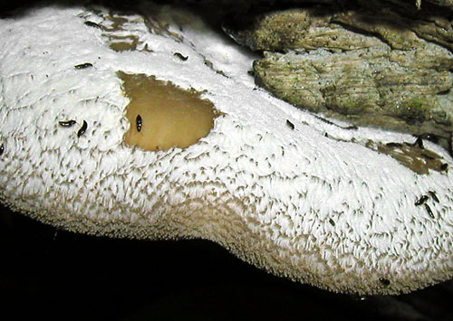 lastúrka plstnatá Hohenbuehelia mastrucata (Fr.) Singer