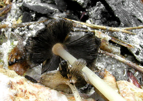 hnojník klenutý Coprinopsis gonophylla (Quél.) Redhead, Vilgalys & Moncalvo
