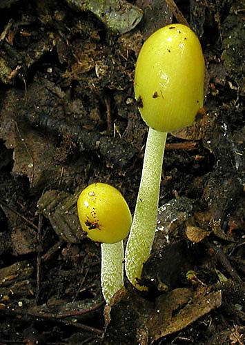 hnojovec žltý  Bolbitius vitellinus
