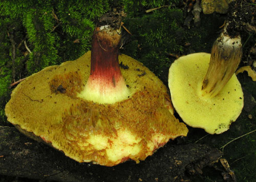 suchohríb žltomäsový a uťatovýtrusný Xerocomus chrysenteron a porosporus