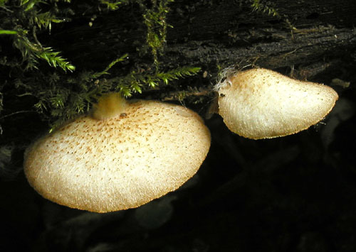 pahliva šafránová Crepidotus crocophyllus (Berk.) Sacc.