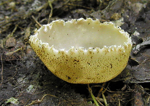 tarzeta zúbkatá Tarzetta cupularis (L.) Svrček