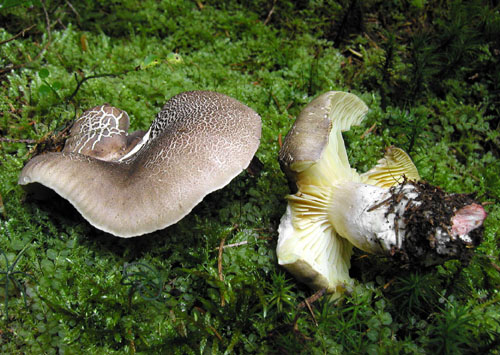 čírovka mydlová Tricholoma saponaceum (Fr.) P. Kumm.