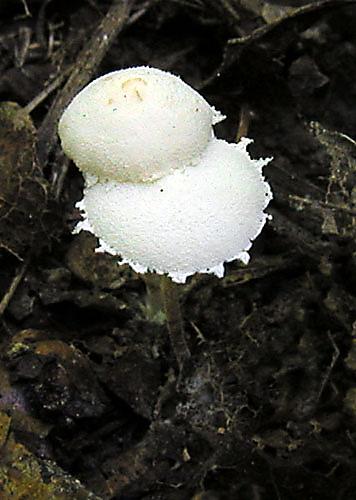 bedlička ligotavá Cystolepiota seminuda (Lasch) Bon