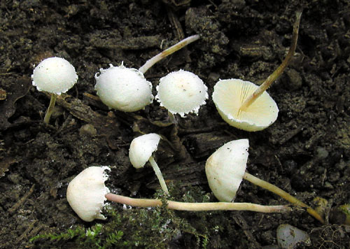 bedlička ligotavá Cystolepiota seminuda (Lasch) Bon