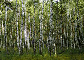 brezový les