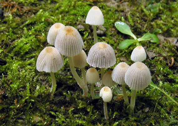 hnojník rozsiaty Coprinellus disseminatus (Pers.) J.E. Lange