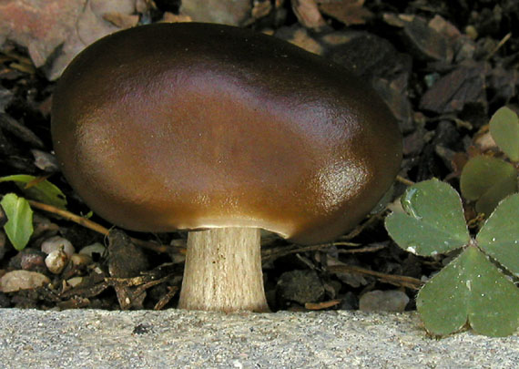 tmavuľka Melanoleuca graminicola