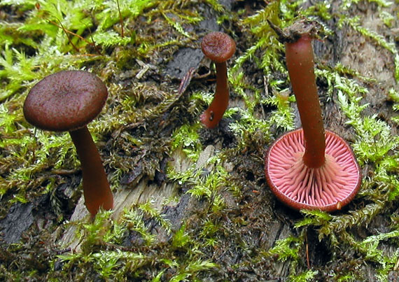 kalichovka fialovoružová Arrhenia discorosea (Pilát) Zvyagina, A.V. Alexandrova & Bulyonk.