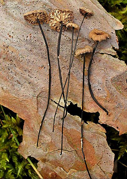 tanečnica čiernohlúbiková Gymnopus androsaceus (L.) Della Maggiora & Trassinelli