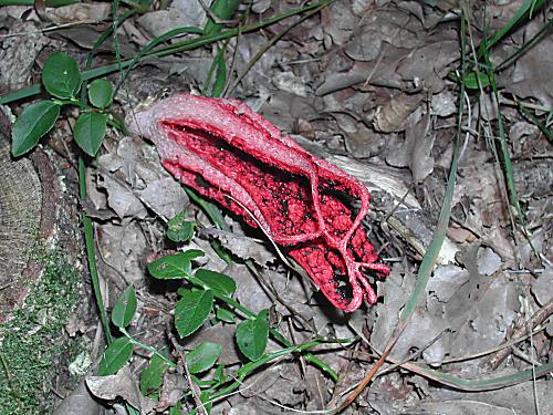mrežovka kvetovitá Clathrus archeri (Berk.) Dring