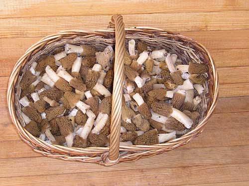 smrčkovec český Verpa bohemica (Krombh.) J. Schröt.