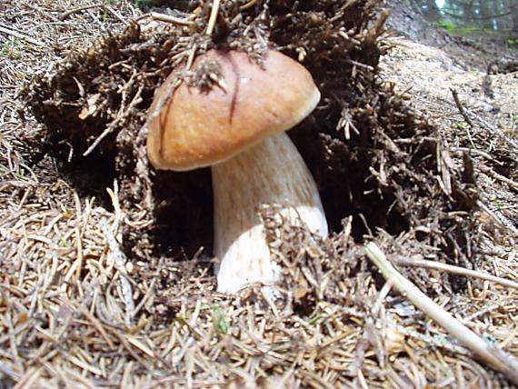 hríb smrekový Boletus edulis Bull.