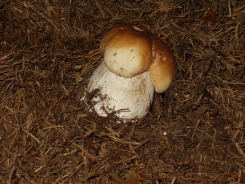hríb smrekový Boletus edulis Bull.