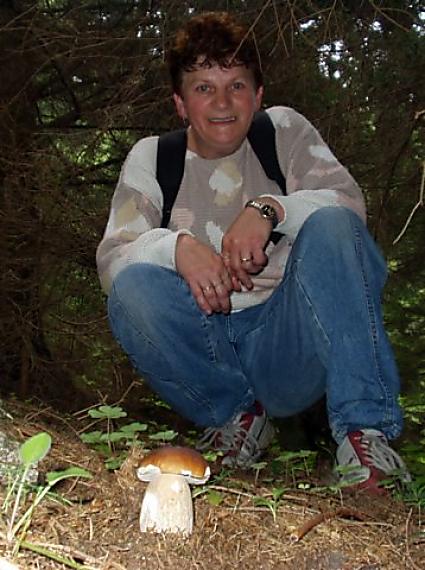 hrib smrekovy. Boletus edulis.