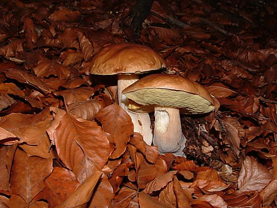 hríb dubový Boletus reticulatus Schaeff.