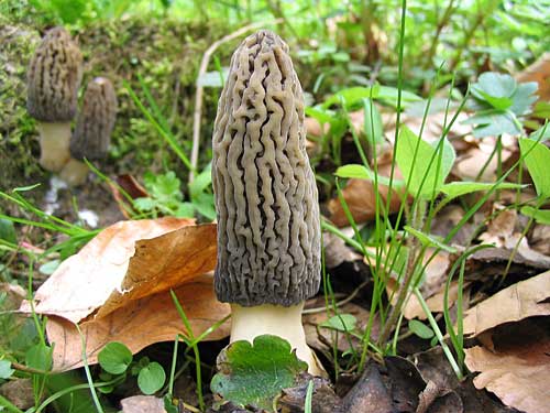 smrčok vysoký Morchella elata Fr.