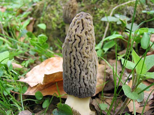 smrčok vysoký Morchella elata Fr.