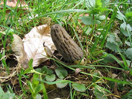 smrčok vysoký Morchella elata Fr.
