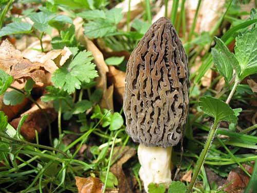 smrčok vysoký Morchella elata Fr.