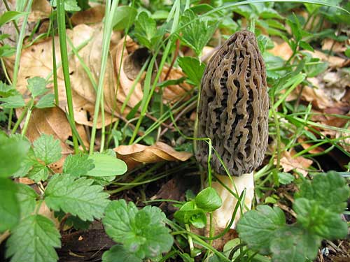 smrčok vysoký Morchella elata Fr.