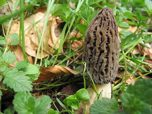 smrčok vysoký Morchella elata Fr.