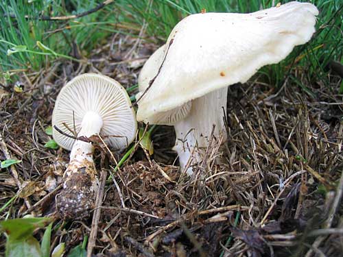 hodvábnica jarná Entoloma clypeatum (L.) P. Kumm.