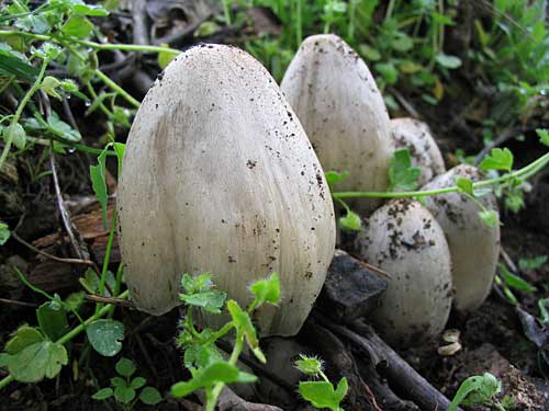 hnojník atramentový Coprinopsis atramentaria (Bull.) Redhead, Vilgalys & Moncalvo