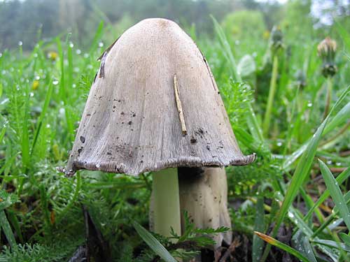 hnojník atramentový Coprinopsis atramentaria (Bull.) Redhead, Vilgalys & Moncalvo
