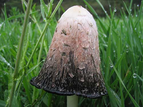 hnojník obyčajný Coprinus comatus (O.F. Müll.) Pers.