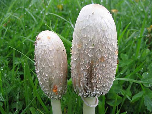 hnojník obyčajný Coprinus comatus (O.F. Müll.) Pers.