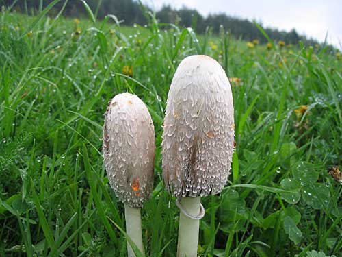 hnojník obyčajný Coprinus comatus (O.F. Müll.) Pers.