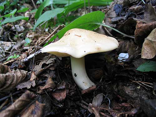čírovnica májová Calocybe gambosa (Fr.) Donk
