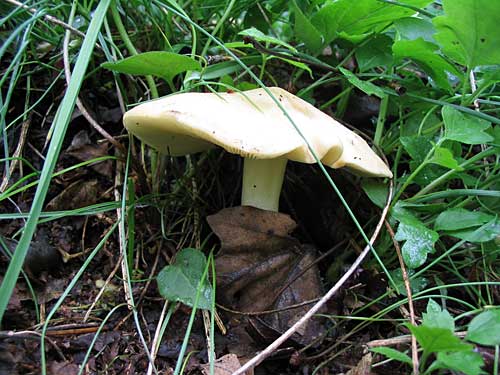 čírovnica májová Calocybe gambosa (Fr.) Donk