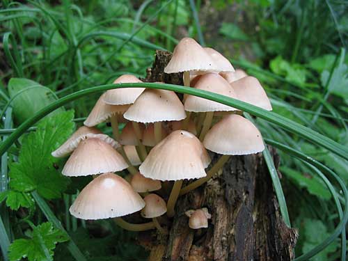 prilbička žltohlúbiková Mycena renati Quél.