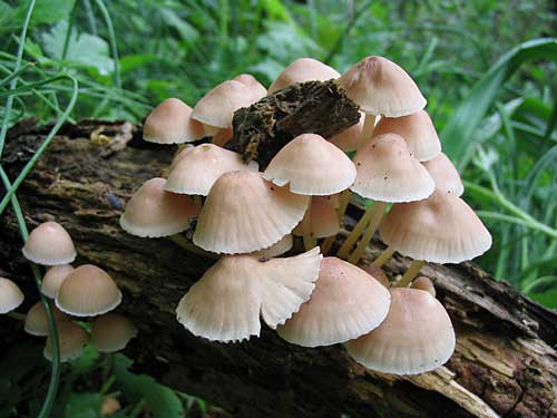 prilbička žltohlúbiková Mycena renati Quél.