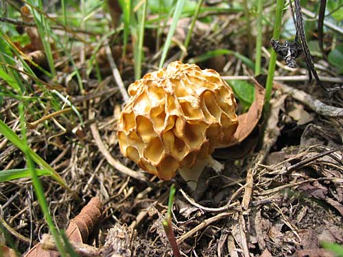 smrčok jedlý Morchella esculenta (L.) Pers.