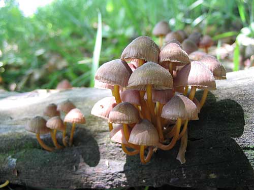 prilbička žltohlúbiková Mycena renati Quél.