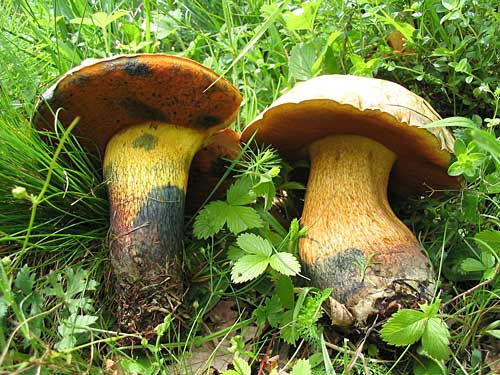 hríb siný Suillellus luridus (Schaeff.) Murrill
