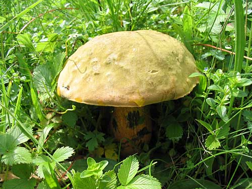 hríb siný Suillellus luridus (Schaeff.) Murrill