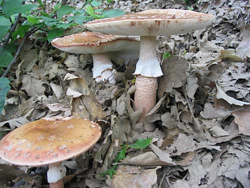 muchotrávka červenkastá Amanita rubescens Pers.