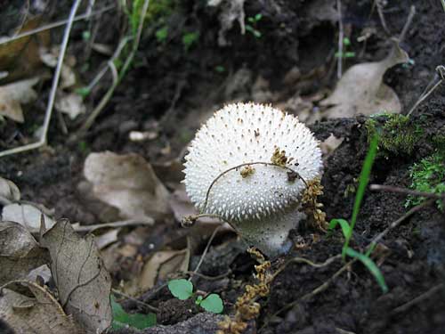 prášnica bradavičkatá Lycoperdon perlatum Pers.