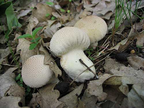 prášnica bradavičkatá Lycoperdon perlatum Pers.