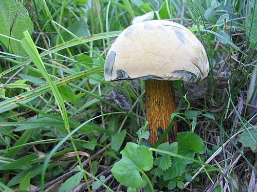 hrib sinný Suillellus luridus (Schaeff.) Murrill